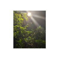 Growlight | Types of Lights with Names