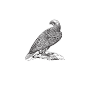 Gyrfalcon