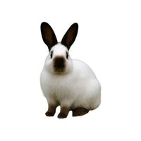 Himalayan Rabbit | Types of Rabbit Breeds with Names