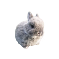 Holland Dwarf | Types of Rabbit Breeds with Names
