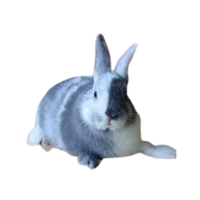 Japanese Harlequin Rabbit | Types of Rabbit Breeds with Names