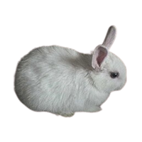 Japanese White | Types of Rabbit Breeds with Names