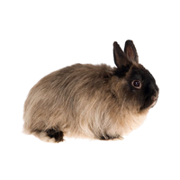 Jersey Wooly | Types of Rabbit Breeds with Names