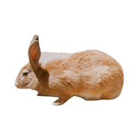 Kabylie Rabbit | Types of Rabbit Breeds with Names