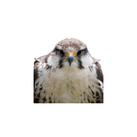 Laggar Falcon (2) | Types of Falcons with Names