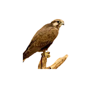 Laggar Falcon (3) | Types of Falcons with Names