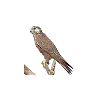 Laggar Falcon | Types of Falcons with Names