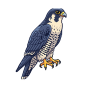 Lanner Falcon | Types of Falcons with Names
