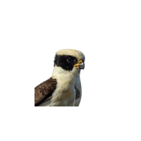 Laughing Falcon