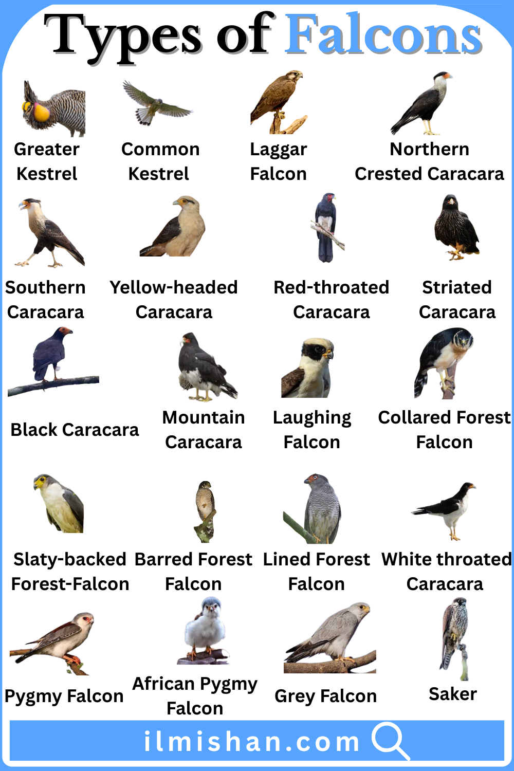 Learn Types of Falcons with Names in English and Pictures