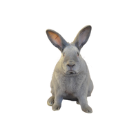 Lilac Rabbit | Types of Rabbit Breeds with Names