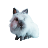 Lion head Rabbit | Types of Rabbit Breeds with Names