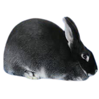 Marten Rabbit | Types of Rabbit Breeds with Names