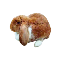 Mecklenburger Schecke | Types of Rabbit Breeds with Names