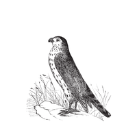 Merlin | Types of Falcons with Names