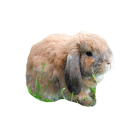 Mini Lop | Types of Rabbit Breeds with Names