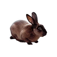 Mini Rex | Types of Rabbit Breeds with Names