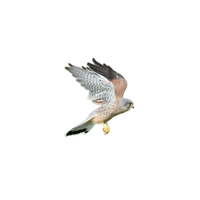 Moluccan Kestrel | Types of Falcons with Names