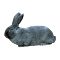 Moravian Blue Rabbit