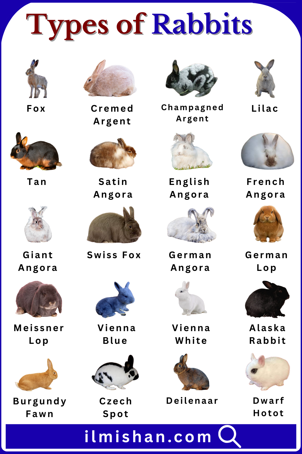 Most Popular Rabbits Names in English and Pictures