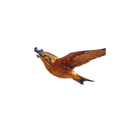 Nankeen Kestrel | Types of Falcons with Names