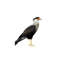 Northern Crested Caracara | Types of Falcons with Names