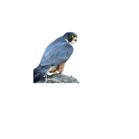 Oriental Hobby | Types of Falcons with Names