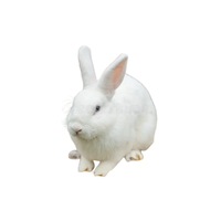 Pannon White Rabbit | Types of Rabbit Breeds with Names