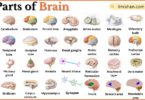 Parts of Brain with Names in English with Pictures