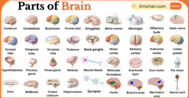 Parts of Brain with Names in English with Pictures