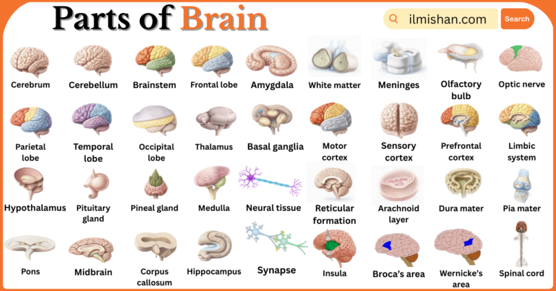 Parts of Brain with Names in English with Pictures