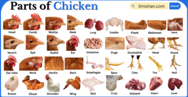 Parts of Chicken with Names in English with Pictures