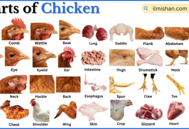 Parts of Chicken with Names in English with Pictures
