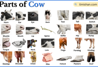Parts of Cow with Names in English with Pictures