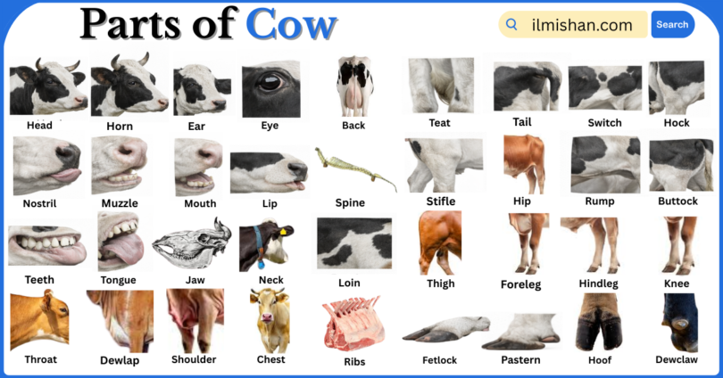 Parts of Cow with Names in English with Pictures