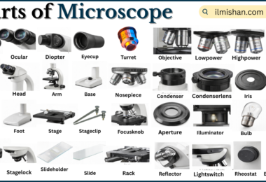 Parts of Microscope with Names in English with Pictures