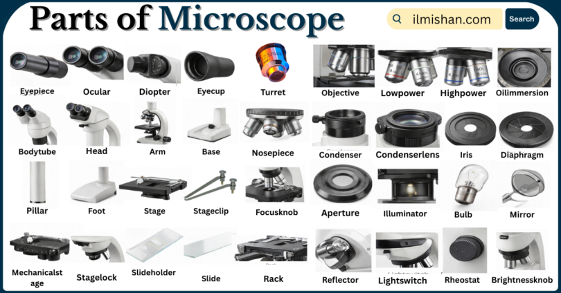Parts of Microscope with Names in English with Pictures