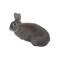 Perlfee Rabbit | Types of Rabbit Breeds with Names
