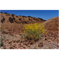 Plateau | Types of Desert with Names