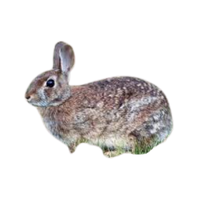 Plum Island | Types of Rabbit Breeds with Names