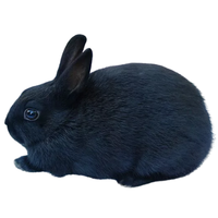 Polish Rabbit | Types of Rabbit Breeds with Names