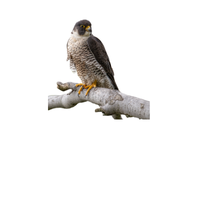 Prairie Falcon | Types of Falcons with Names
