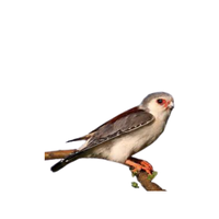 Pygmy Falcon | Types of Falcons with Names