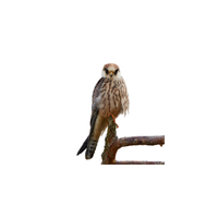 Red-footed Falcon