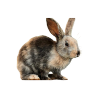 Rhone Rabbit | Types of Rabbit Breeds with Names