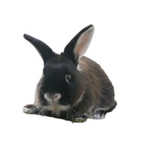Sable Rabbit | Types of Rabbit Breeds with Names