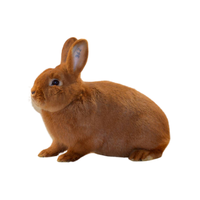 Sachsen gold Rabbit
