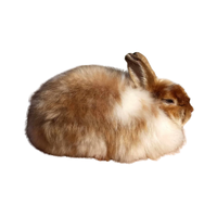 Satin Angora Rabbit