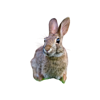 Schlesier Rabbit