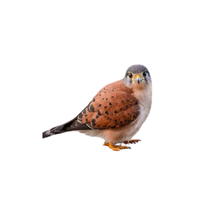 Seychelles Kestrel
